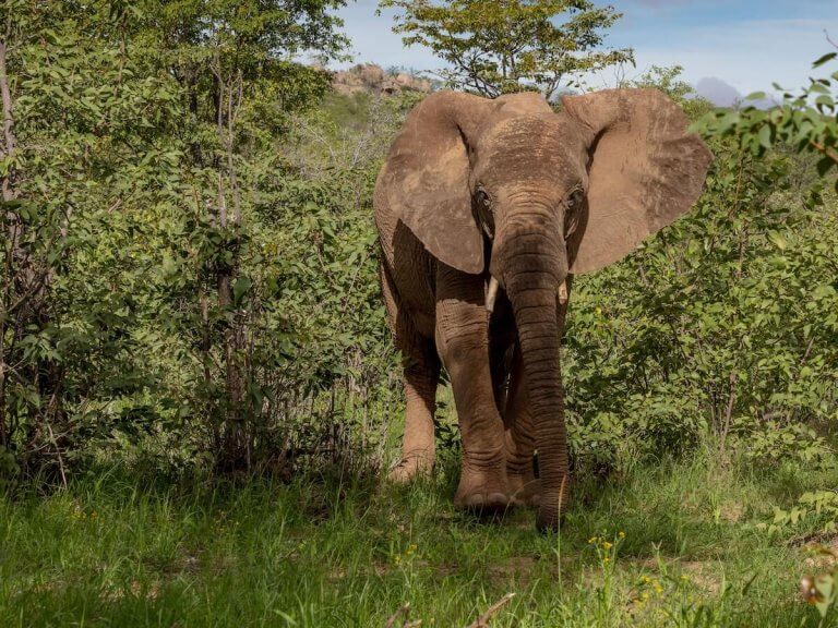 Etosha National Park