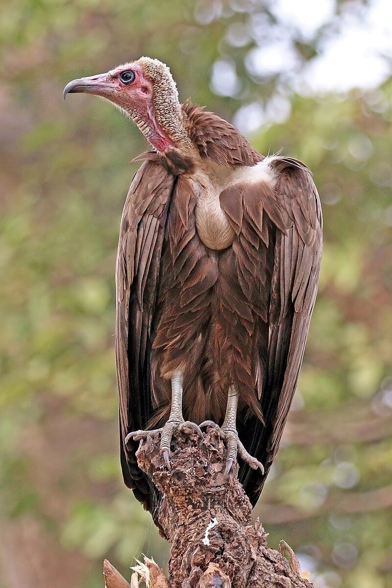 Hooded Vulture - Wikipedia