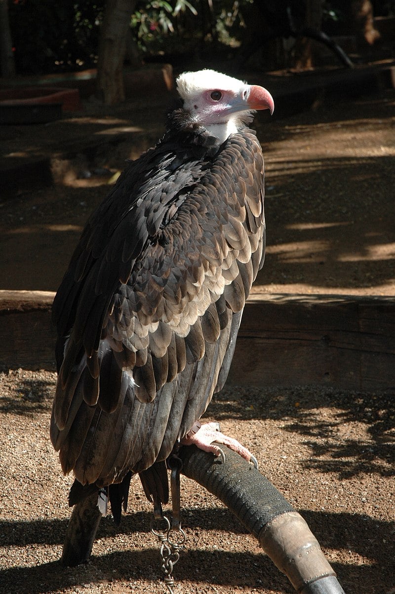 White-headed Vulture