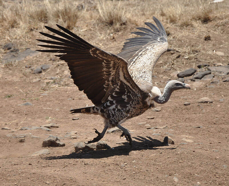 Rüppell’s Vulture