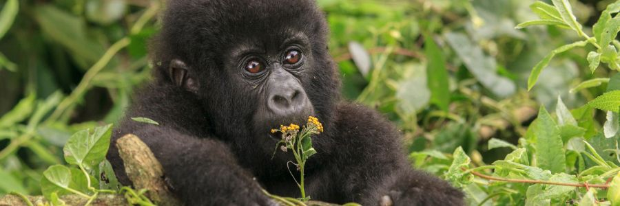 Gorilla Safaris in Rwanda