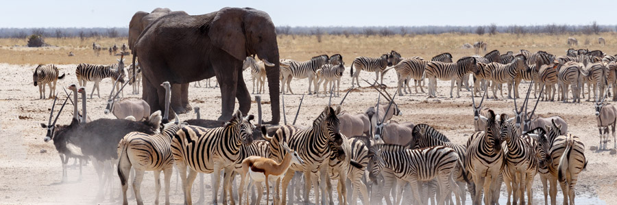 3 Days Etosha or Sossusvlei Express Safaris