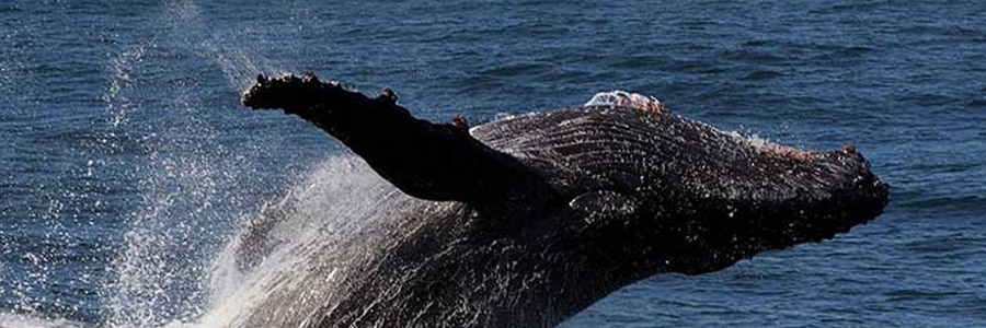 Whale watching in Gansbaai